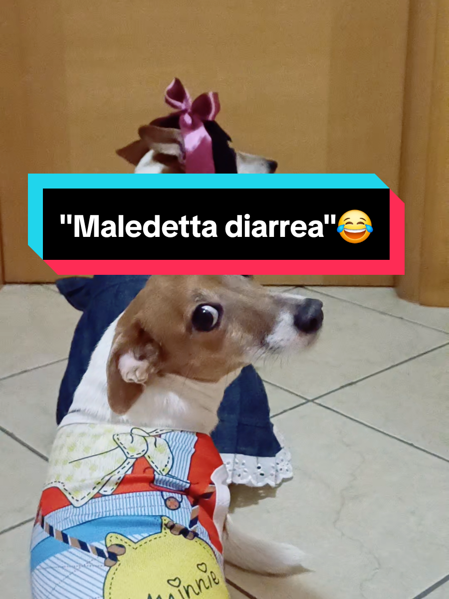 Maledetta diarrea😂 #diarrea #merybijouesciarpina #divinadog #parodia #jackrussellterrier 