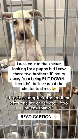 Saturday morning. Just wanted a puppy. Saw two brothers. Death row. 
