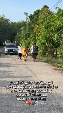 ##พายุ_แสนสนุกนำชัย #พันธมิตรแบบชําระเงิน💸 #ไม่ใช้การทารุณกรรมสัตว์❤🐔 #ขาวงามเมืองปัญญาลูกบ่อปลา #ค่ายโคแสนสนุกนําชัย 