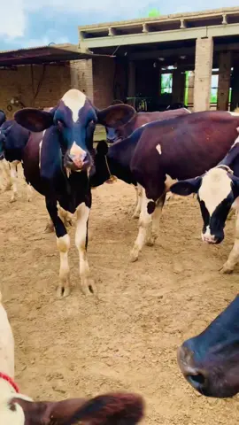 #azamdairyfarm #dairyqueen #dairyfarm #farming #cowboy @💎فیصل ڈیری ملک @Ghulam_Abbas_Sumra @Shafqat Kamal Alvi @Malhi @Awais Baig Mughal Chemist @Faisal Ndeem Faisal @babarqayyum284 @yaseenfamily4✅ 