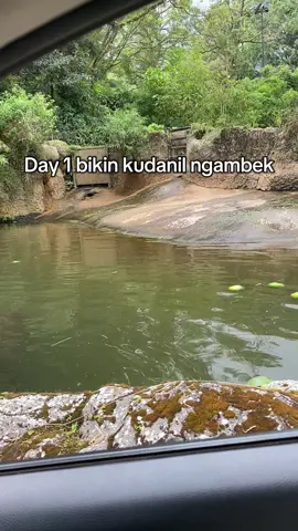 kudanil aja ngambek, apalagi…. #day1 #tamansafari #fyp 
