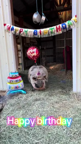 Winston is not sure of his birthday day but we know it’s soon. He wanted to say Happy Birthday to all of you having 1 soon and give a special shout out to one of his friends Matilda who’s birthday is today. This is his party from last year. Gonna throw a big party a little later this month! #pig #winston #winstonthepig #birthday 