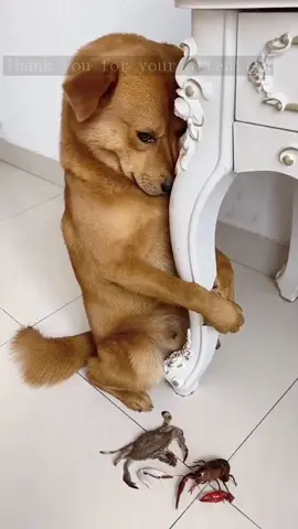 #dog #dogs #dogsoftiktok #cute #fyp 