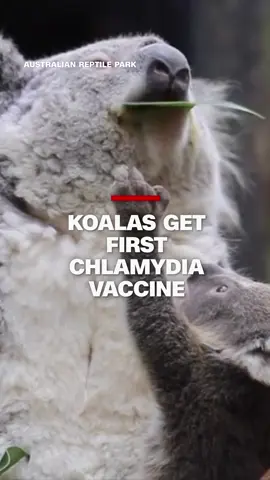 A vaccine used to treat chlamydia in Australia’s koala population has been approved for rollout in a world-first project. Researchers from the University of the Sunshine Coast spent more than 10 years developing the single-dose vaccine to protect the famed Australian marsupial from the effects of chlamydia, which is responsible for half of koala deaths in the country’s wild populations. #CNN #News