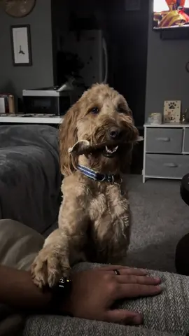 This dog is the goodest boy! He just wants love and a bone to make him happy. Also, look at those teeth! #dog #bone #buddy #cute #tiktok @Marv + Ella 