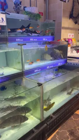 this needs a great caption!! #wtf #toofunny #cuteturtle #petstore #aquariumescape 
