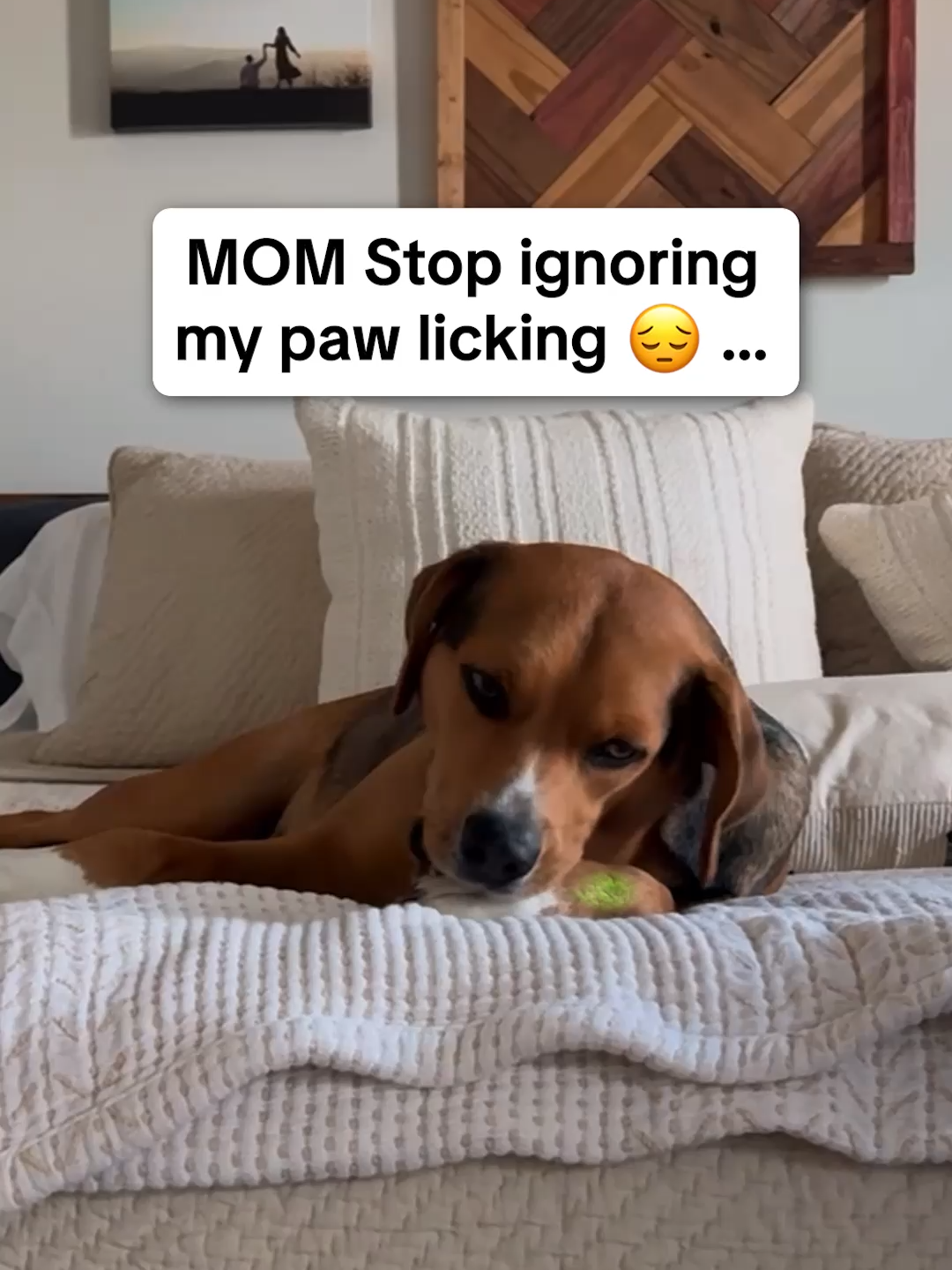 We as a community of loving dog parents HAVE to stop ignoring paw licking. Here's what it means & how this brilliant probiotic chew is the perfect way to help 🙏