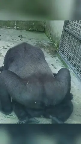 Jabali Wants Milk, But Tayari Looks So Stressed #fyp #fypシ #foryou #funnyvideo #mypet 