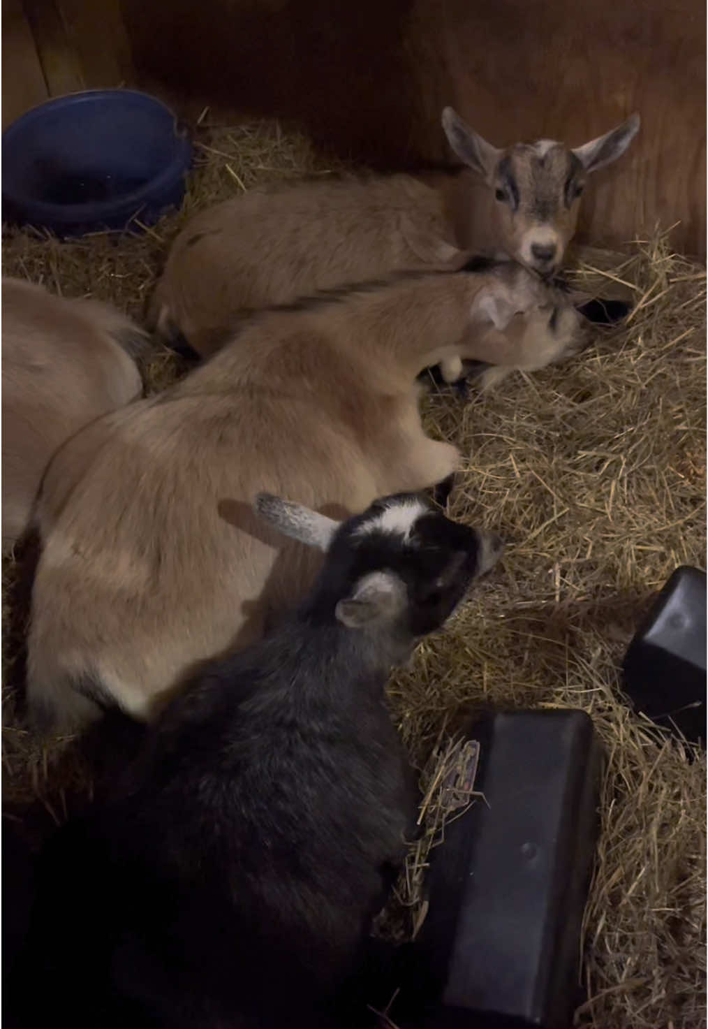 There’s no place little miss “I guess I never grew after all” would rather be than with her babies 🥹❤️ #goatsoftiktok #pygmygoats #babygoats #farm #pets 