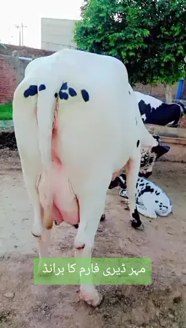 مہر ڈیری فارم کا برانڈ🥰🥰🥰🥰❤️❤️❤️💪💪