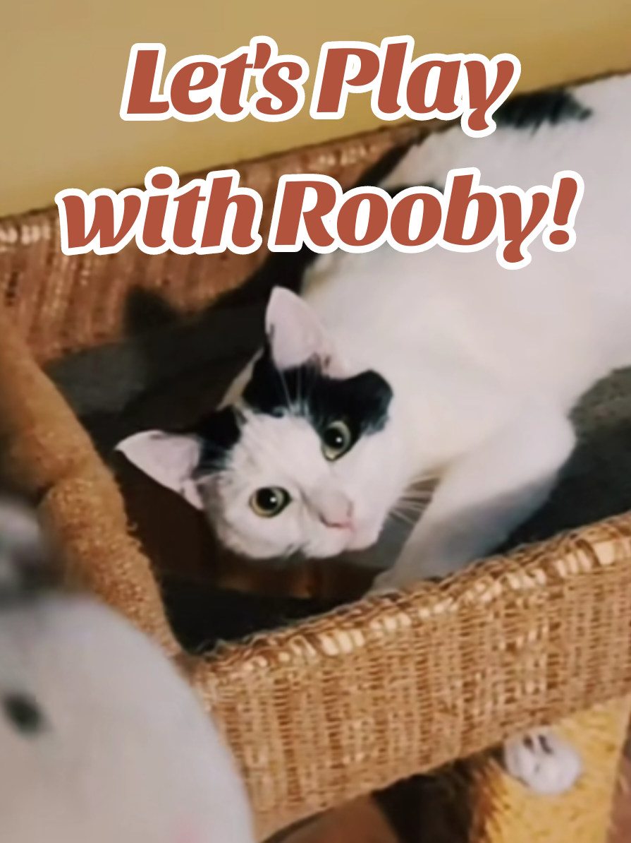 😼 She loves this game! 🏀 #waybackwednesday  #onthisday #catfun #cutecat #cattok 