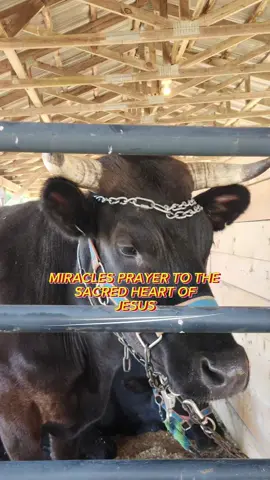miracle pary 