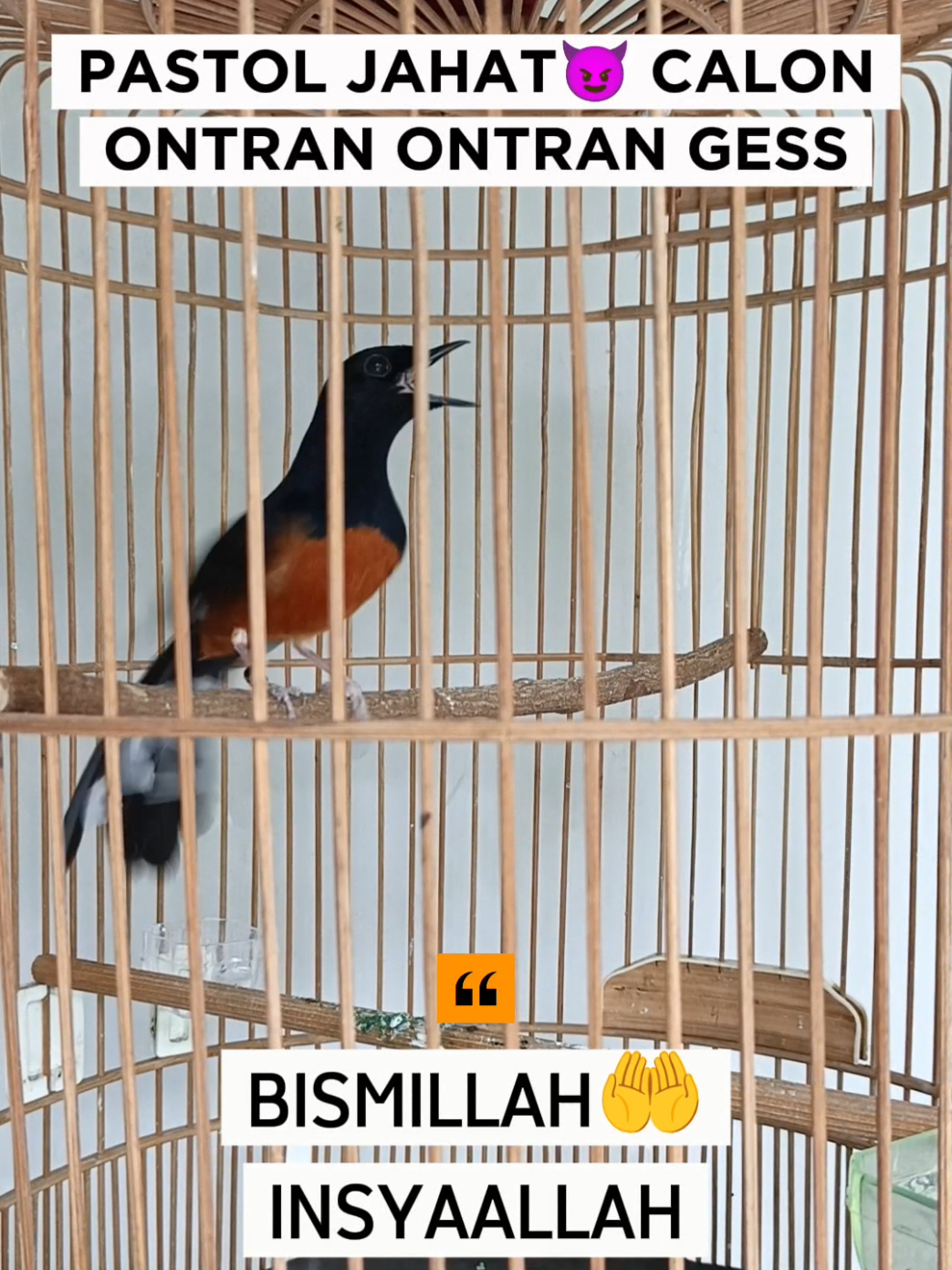 pancingan murai batu, ketrekan murai batu pastol, ketrekan pancingan murai cepat bunyi #ketrekanmuraibatuemosi #pancinganmuraibatu  #muraibatumania #kicaumania #kicaumaniaindonesia