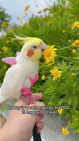 Fly safely and play freely#bird #birds #parrot #birdsoftiktok #getreadyforfashionweek 