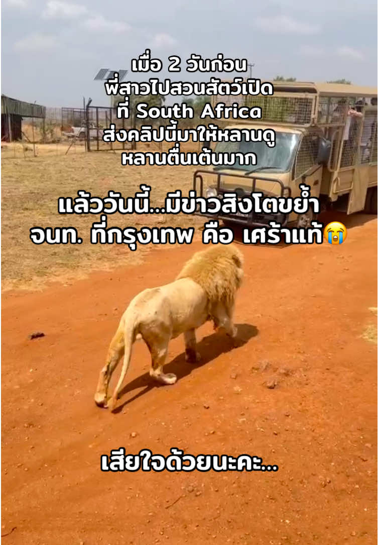 #สิงโต #ข่าววันนี้ 