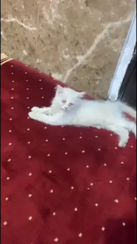 لا عاد تستوردون وترمون جعلكم البلش 
