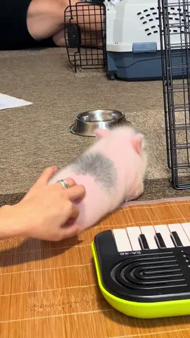 ぷよんぷよん #えまちま