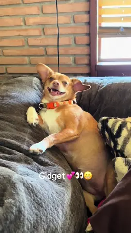 #dogsoftiktok #tiktokdogs #chihuahua #doglover #people 