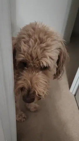 Penny checking in after she ate. Those eyes though. ❤️ #algorithm #fyp  #dogmom #goldendoodle #cutenessoverload 