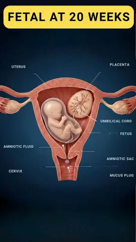 20 Weeks Fetus in the Womb 👶#pregnant #pregnancyjourney #baby #positivebirth 