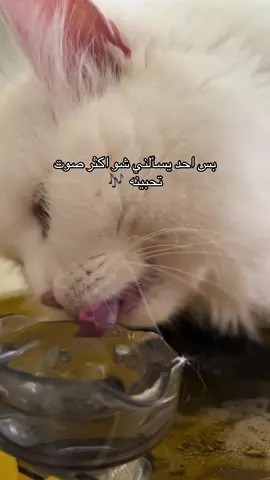 صوت بوتشي وهي تشرب 😻#cats #catsoftiktok #catlover #قطط_كيوت #قطط_شيرازي 