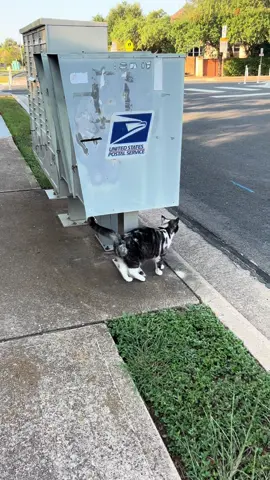 I think we need to get her a backpack so she can carry the mail home herself 😂💙 #scottishfold #scottishfoldsoftiktok #scottishfoldlovers #cats #cattok #catsoftiktok #cutecat #funnycat #morningroutine #meow 