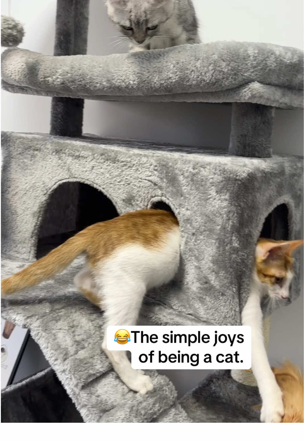 In and out. In and out. 😂 The simple joys of being a cat. #cattree #purrfest #fyp #CatContent #cutecatvideos 