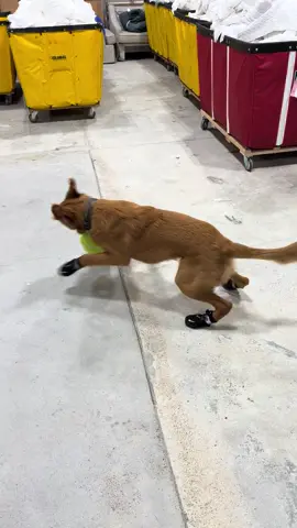 Tucker is getting used to his new shoes! #fyp #goldenretriever #dogsoftiktok 