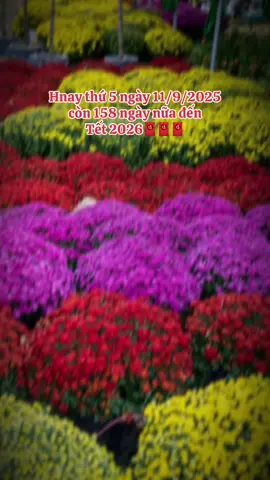 góc nhắc nhở : còn 158 ngày thôi Tết 2026 đang đến gần với mọi nhà rồi đây ạa 🥰🧧🎉#tet2026 #nhacxuan #nhachaymoingay #capcutpioneer #pioneertamplate 