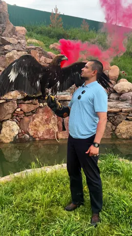 Golden Eagle 🦅 King 👑 of skies 