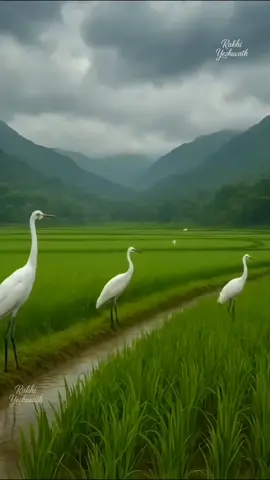 🦜💚  #paddyfield #kerala #keralanature #rain #monsoon #crane #greenery #parrot #malayalamstatussong #malayalammelody #kschitra 