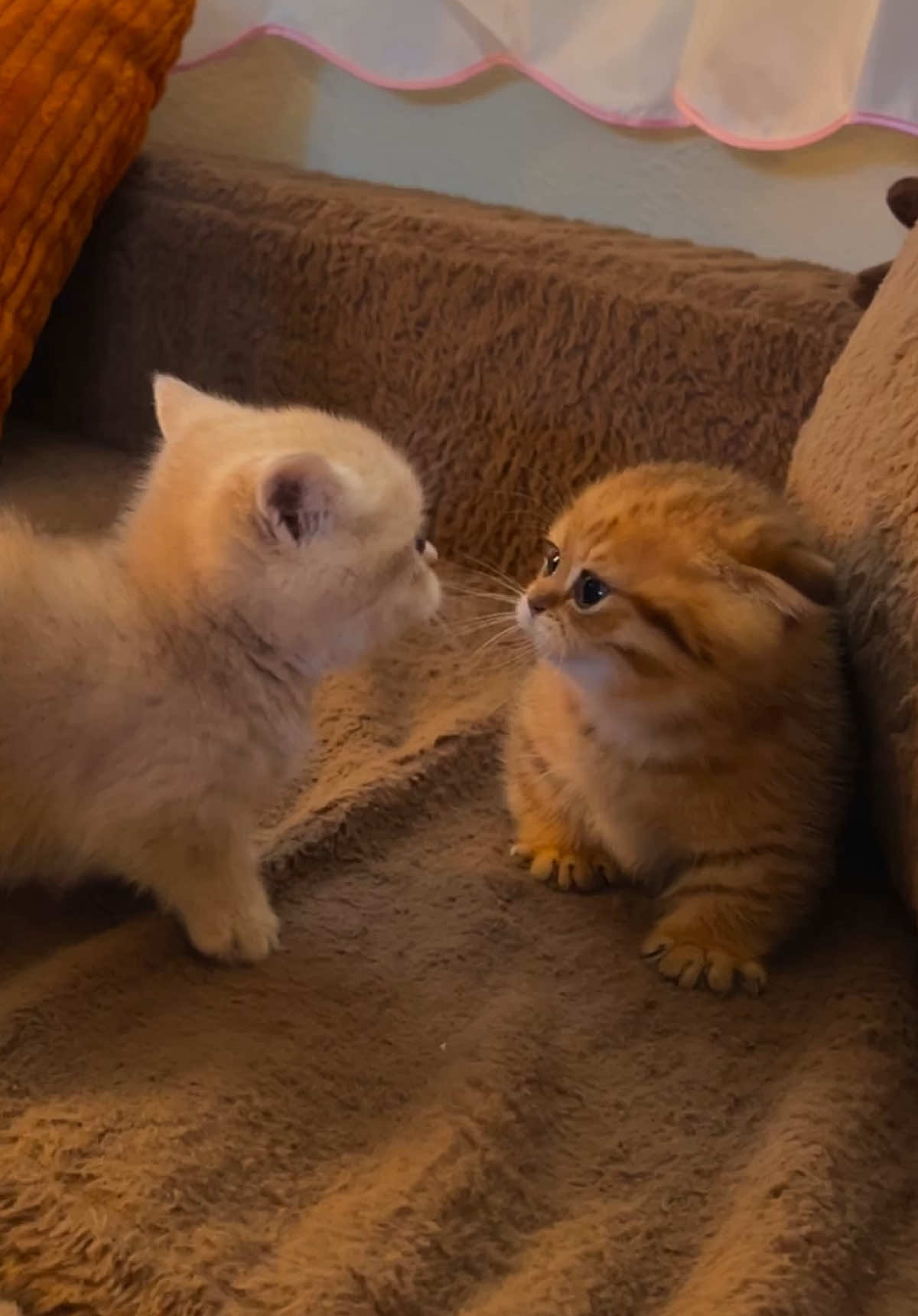 why does this sound match them so well 😭 #fypppppppppppppppppppppppppppppp #doobscoobgoob #catsoftiktok 