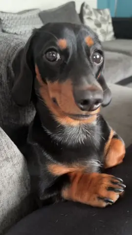 #dachshund #minidachshund #dog #wienerdog #fyp 