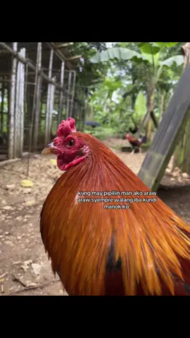 #fyp #gamefowl 