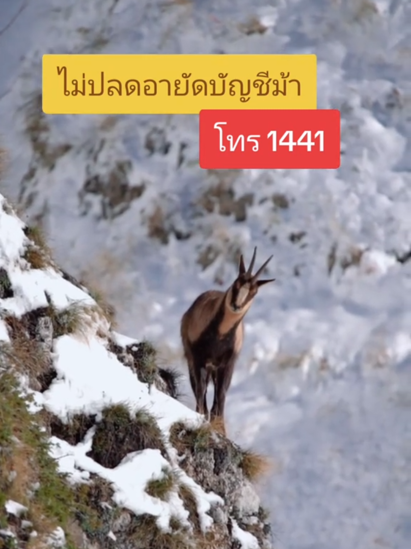 EP 578 ปลดอายัดบัญชีม้า #ทีมทนายบ้านใหญ่ #บัญชีม้า #อายัดบัญชี 