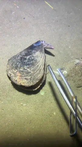 There was actually a eel hidden inside this shell!#fishing #seafood #fyp #gotosea #eel 