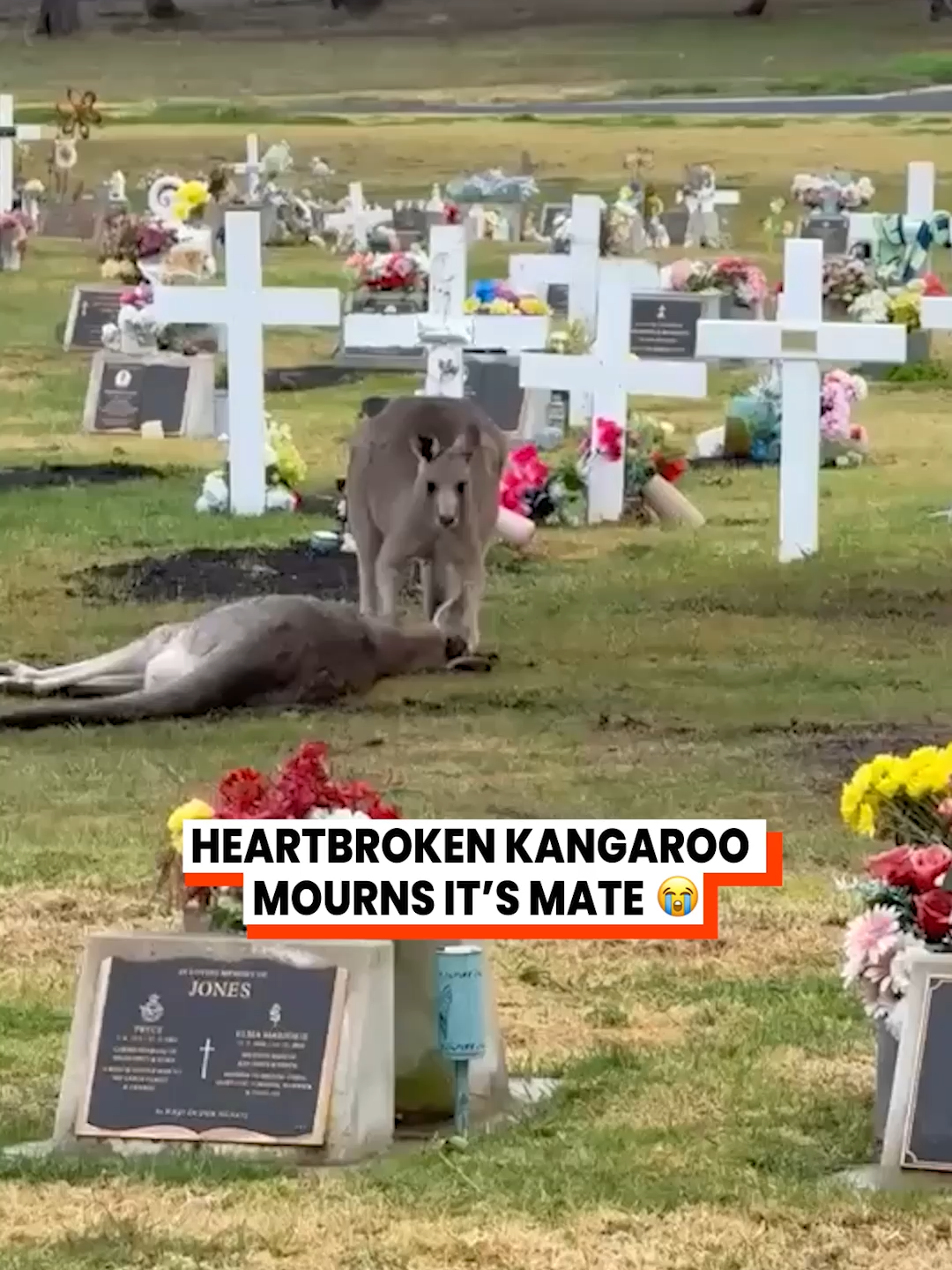 She was hit by a car and left behind, she made it to the cemetery with her baby 💔 Her mate stayed, trying to wake her, refusing to let go😭 (@WildcareQBN via @arkbykomi ) #AnimalGrief #Kangaroo #Heartbreak #LoveNeverDies #Tearjerker