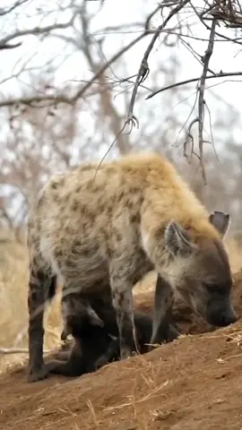Hyena Mom Watches Cubs Play with a Subtle Expression #hyena #wildlife #animalworld #natureclips #wildlifevideo