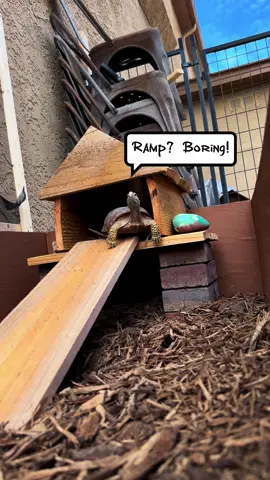 Ninja turtle?🥷🐢 #PetsOfTikTok #turtle #dannygo #parkor #creatorsearchinsights 