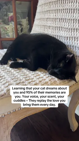 🥺🥺 he’s so cute while he’s dreaming #cat #cats #catlover #blackcat #fyp 