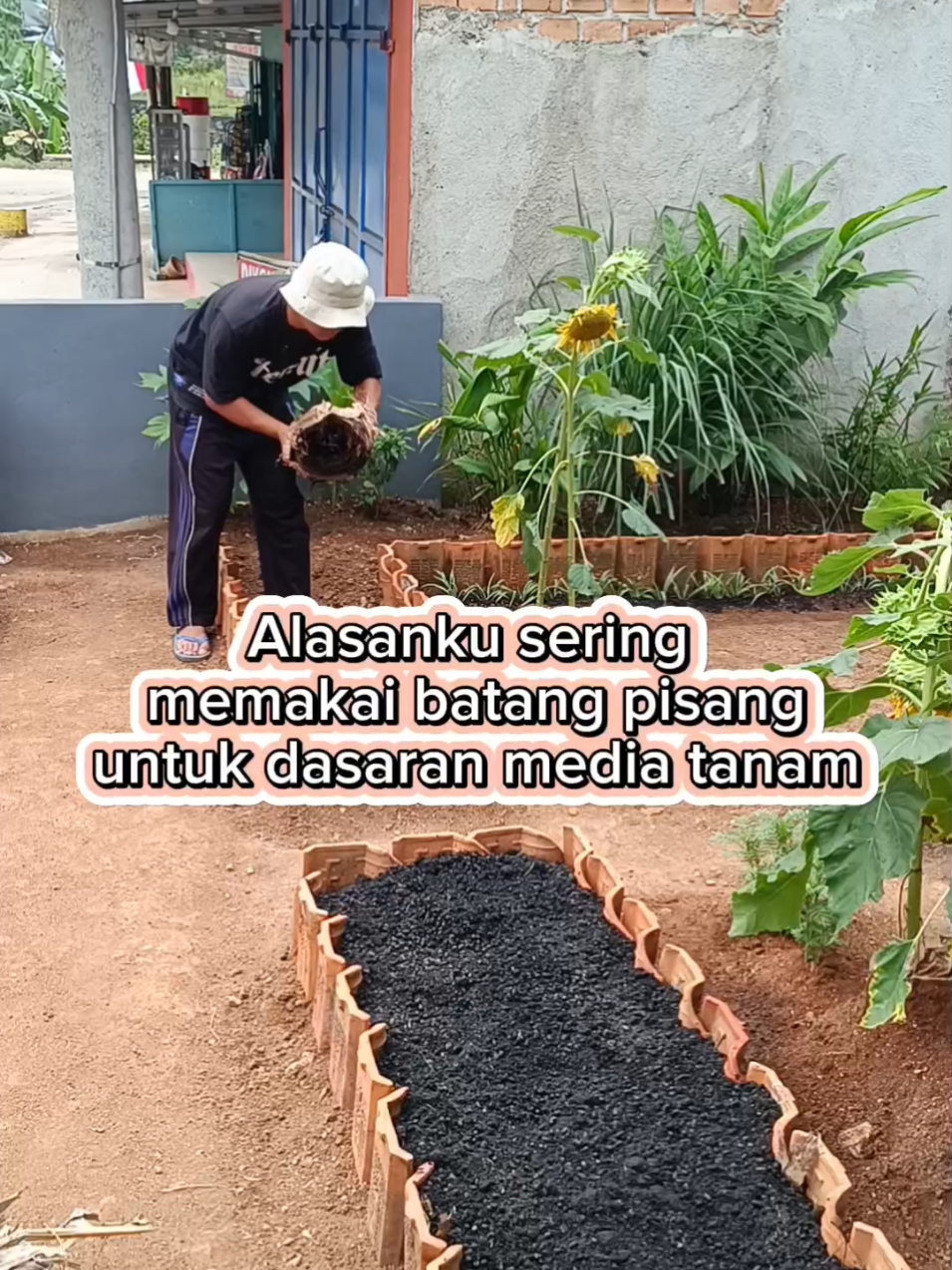 Alasanku sering memakai batang pisang untuk dasaran media tanam