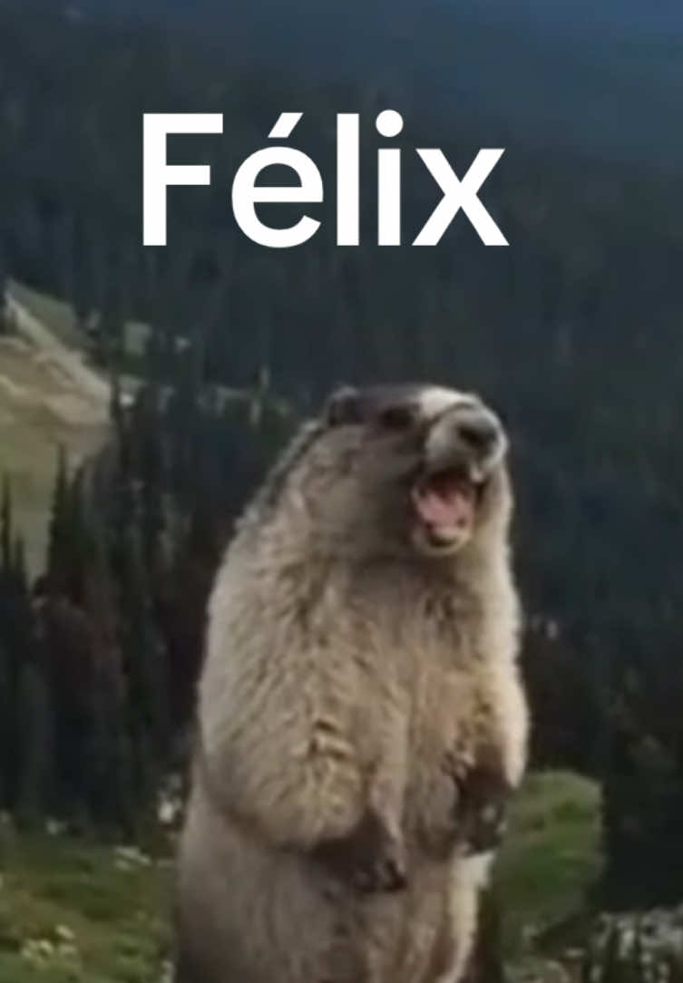 Marmota gritando Félix #marmota #Marmot #marmotagritando #Eumarmotinha #marmotalegal 