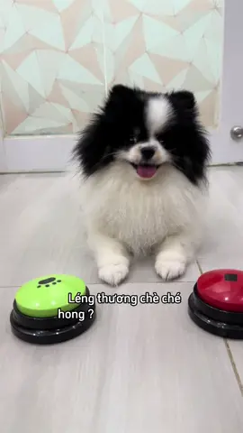 Đó dị đó🤣 @Trung của Léng thúi anh ra rìa nhoa 🤣🤣🤣  #viral #Léngkhôgà #ủnghộcholéngcóxiềnănkhôgà #léngcoffee #pomeranian 