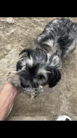 #animales #dog 