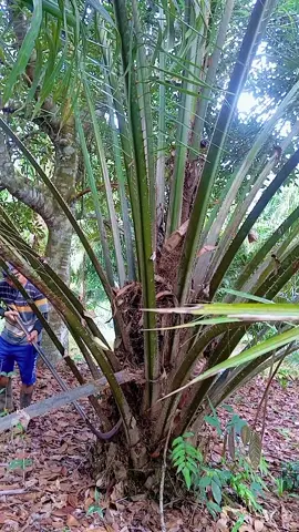 pruning sawit jelek  #pruning #sawitontiktok #fypシ゚ #sawitkalimantan #hiburan 