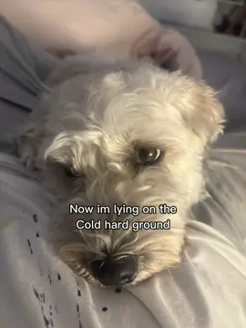 #CapCut #hundeauftiktok #funnydog #maltipoo #dogsoftiktok 