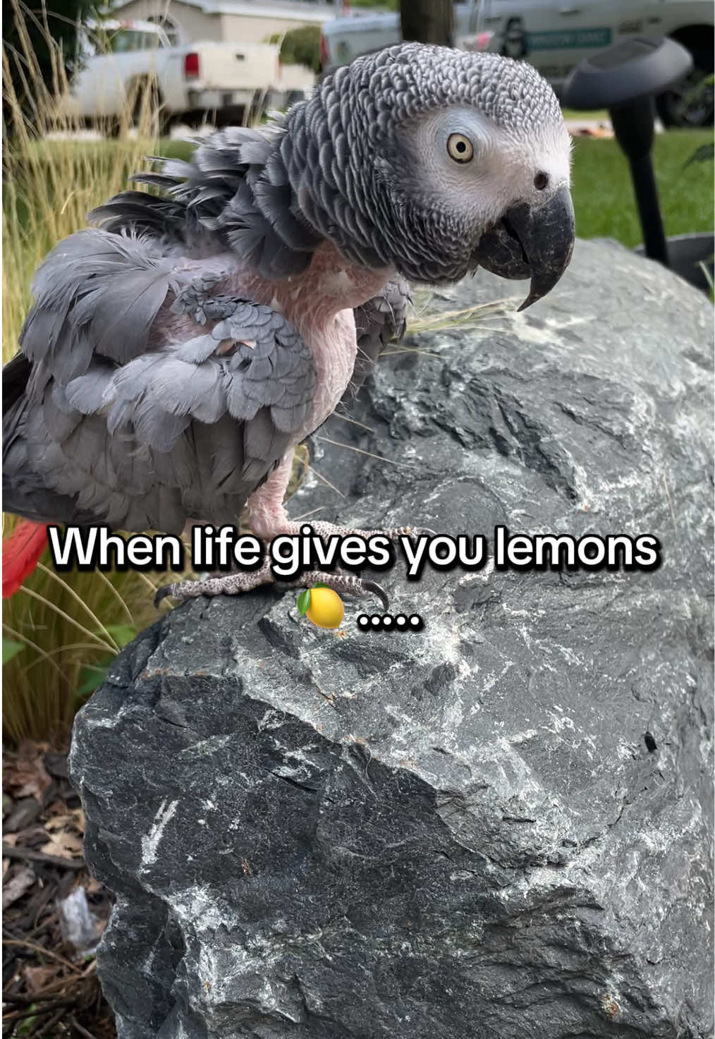 Yellow poop is the best! #parrot #parrotsoftiktok #pettok #fypシ #africangrey 