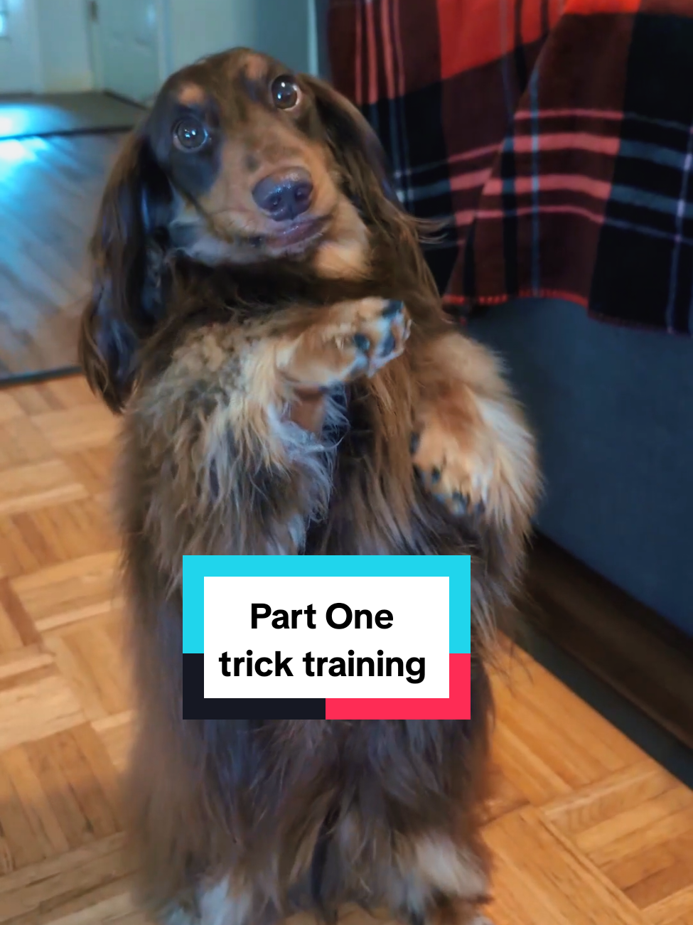 this is one of my absolute favorites tricks to do with my dogs.  #dogsoftiktok #dachshund #fyp #dogtricks #sitpretty 