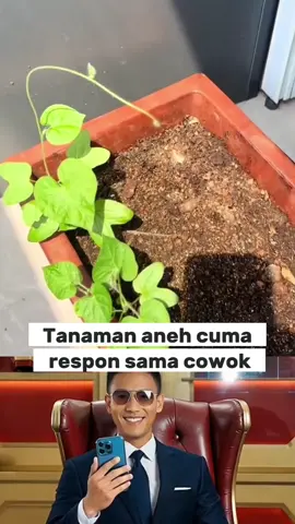 TANAMAN YANG CUMA RESPON SAMA COWOK #fyp #trending #LifeHack #tipsandtricks 