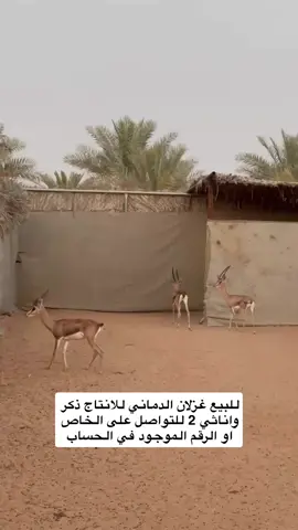 #اكسبلور #غزلان_للبيع #الامارات_العربية_المتحده🇦🇪 #ابوظبي #العين 